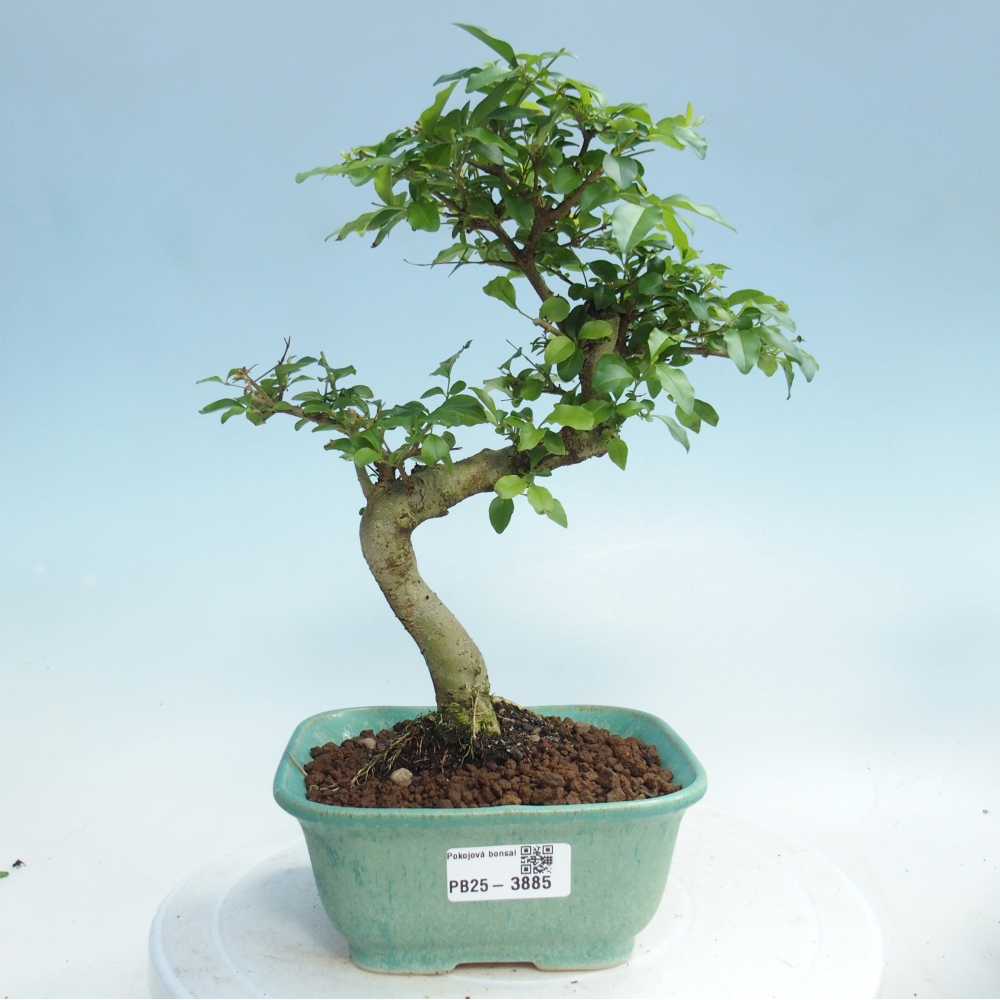 Bonsaï de chambre -Ligustrum chinensis - Bec d'oiseau