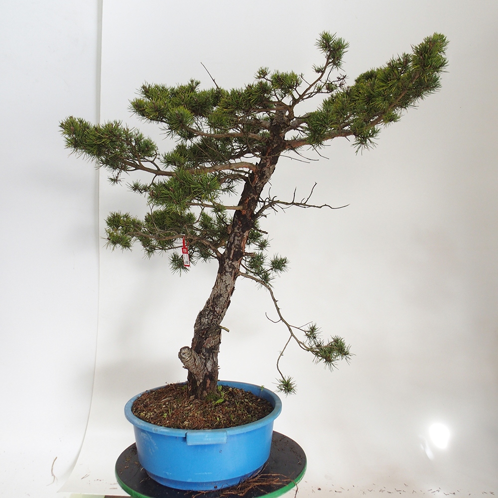 Yamadori - Pinus sylvestris Espagne