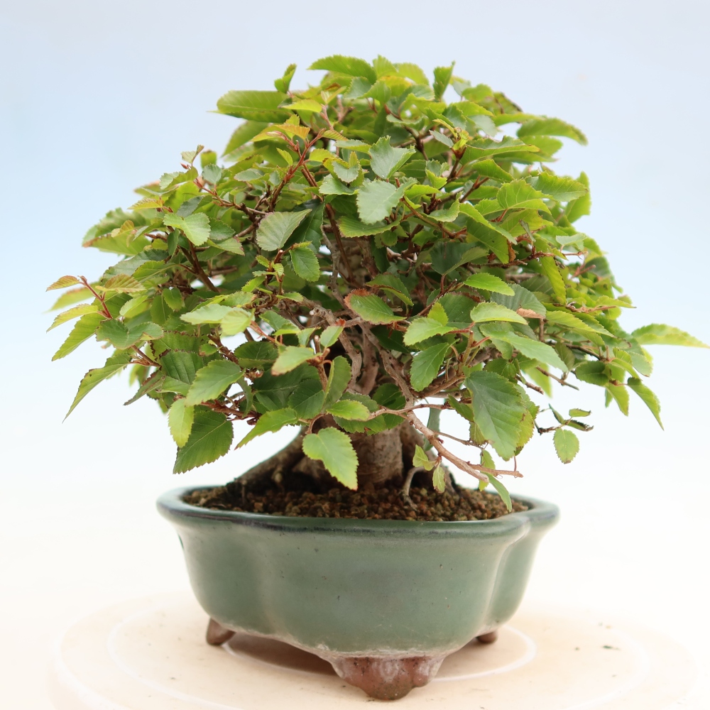 Bonsaï d'extérieur -Carpinus Coreana - Charme de Corée
