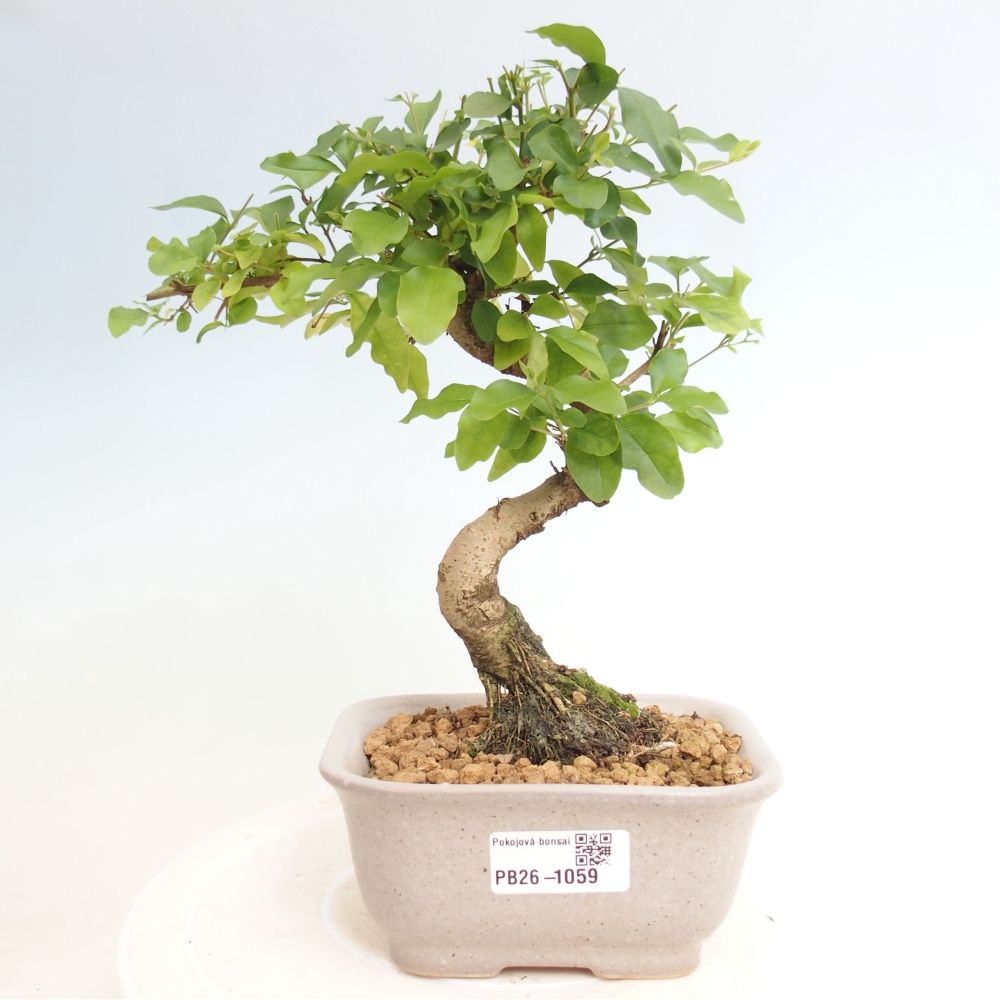 Bonsaï de chambre -Ligustrum chinensis - Bec d'oiseau