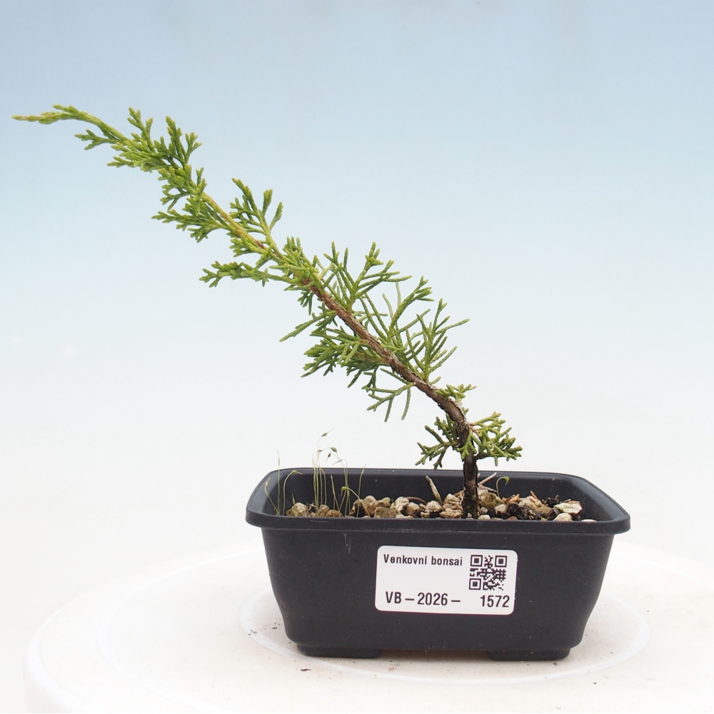 Bonsaï d'extérieur - Juniperus chinensis Itoigawa