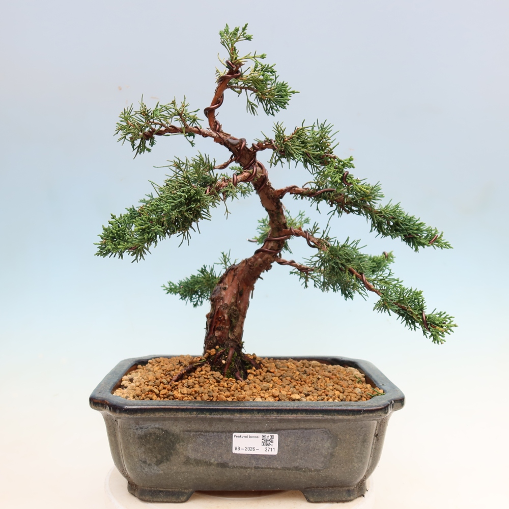 Bonsaï d'extérieur - Juniperus chinensis Kishu