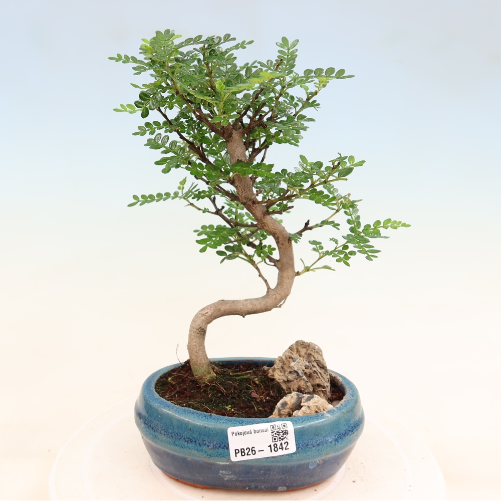 Salle bonsaï - Zantoxylum piperitum - arbre à poivre