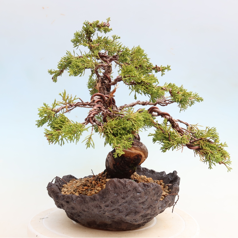 Bonsaï d'extérieur - Juniperus chinensis Itoigawa-Juniperus chinensis