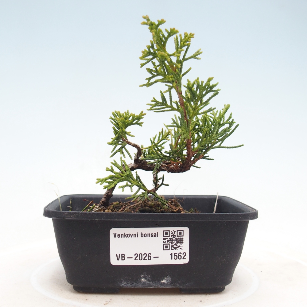 Bonsaï d'extérieur - Juniperus chinensis Itoigawa