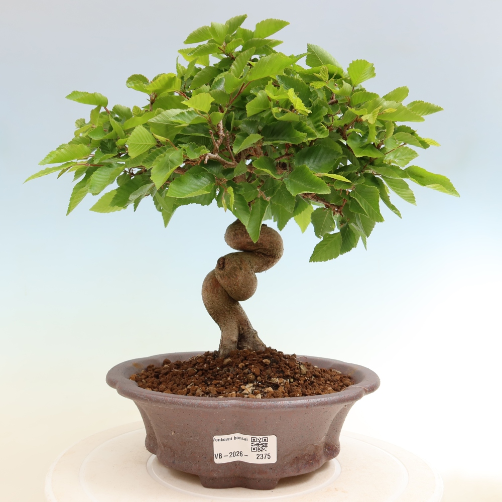 Bonsaï d'extérieur -Carpinus Coreana - Charme de Corée