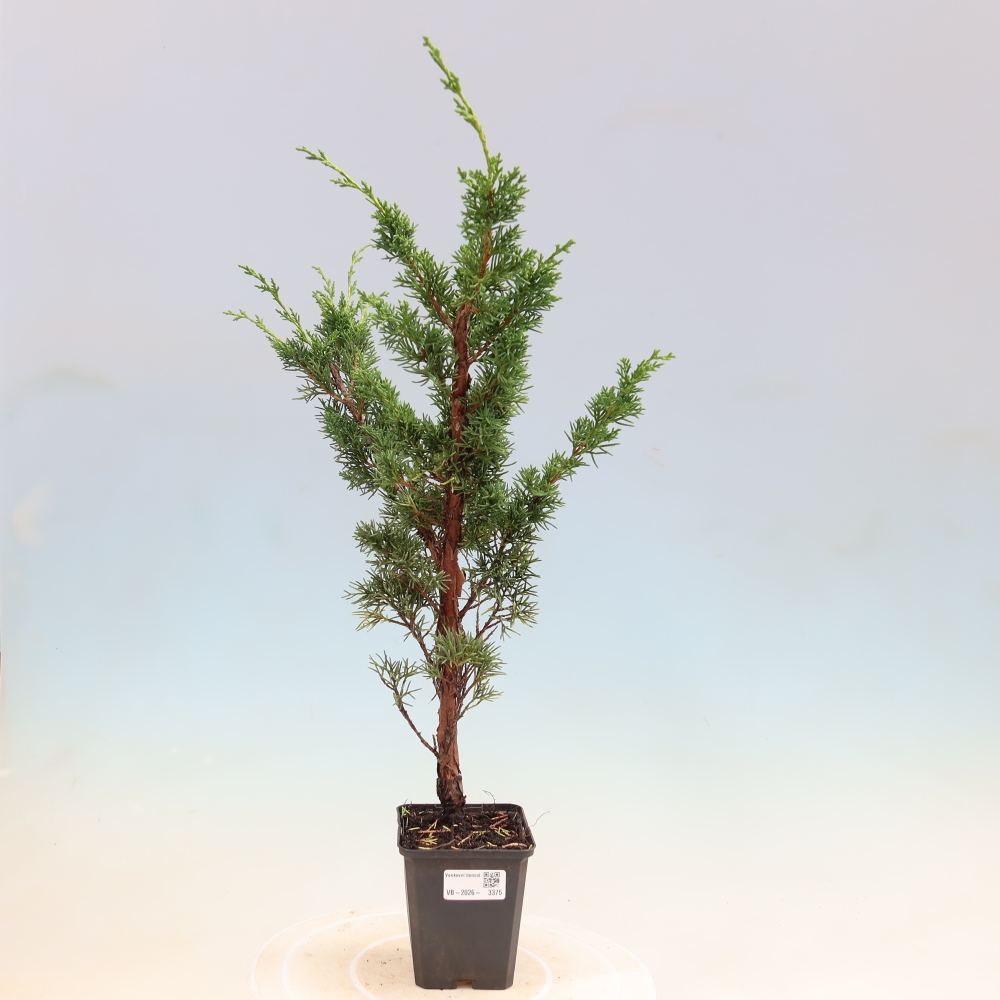 Bonsaï d'extérieur - Juniperus chinensis Kishu