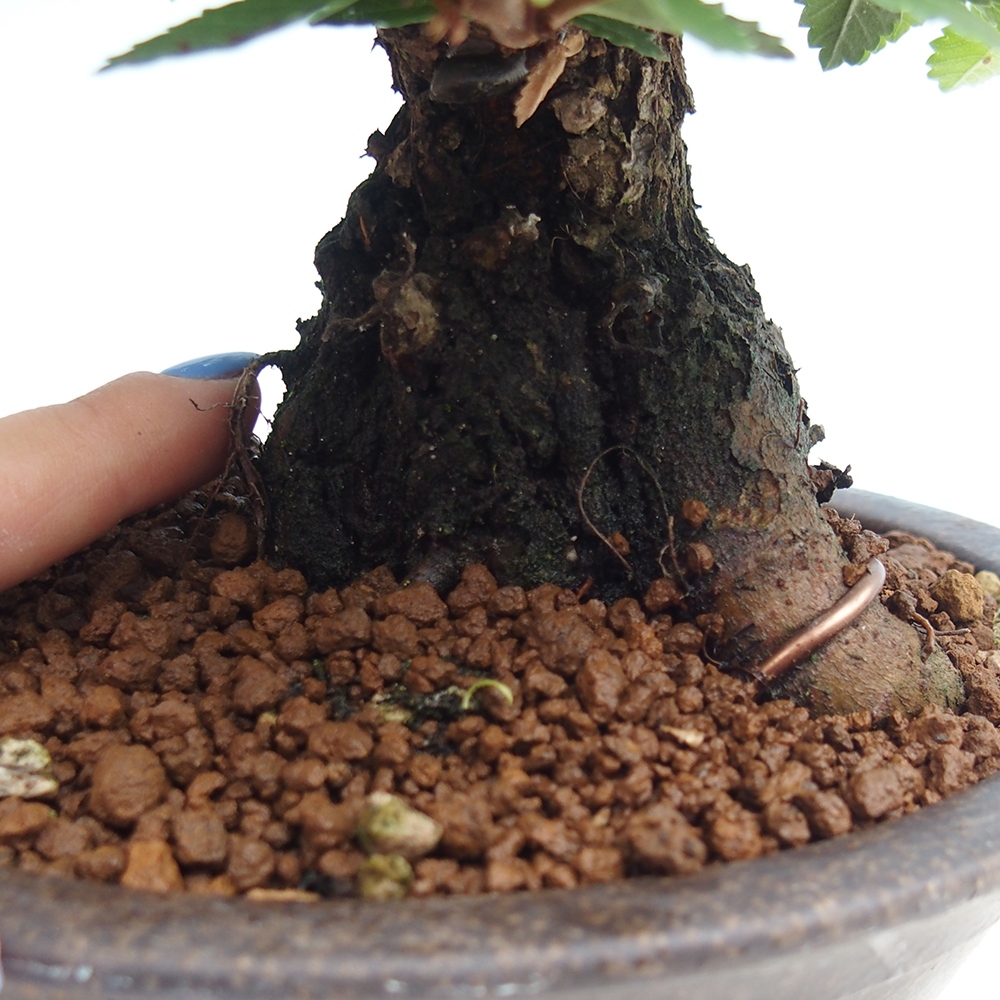 Bonsaï d'extérieur - Zelkova - Zelkova NIRE