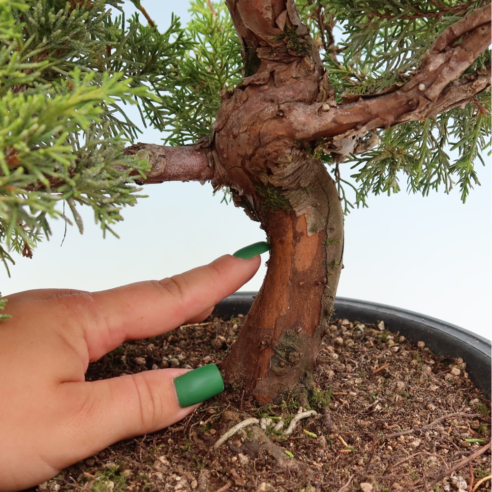 Bonsaï d'extérieur - Juniperus chinensis Itoigawa-Juniperus chinensis