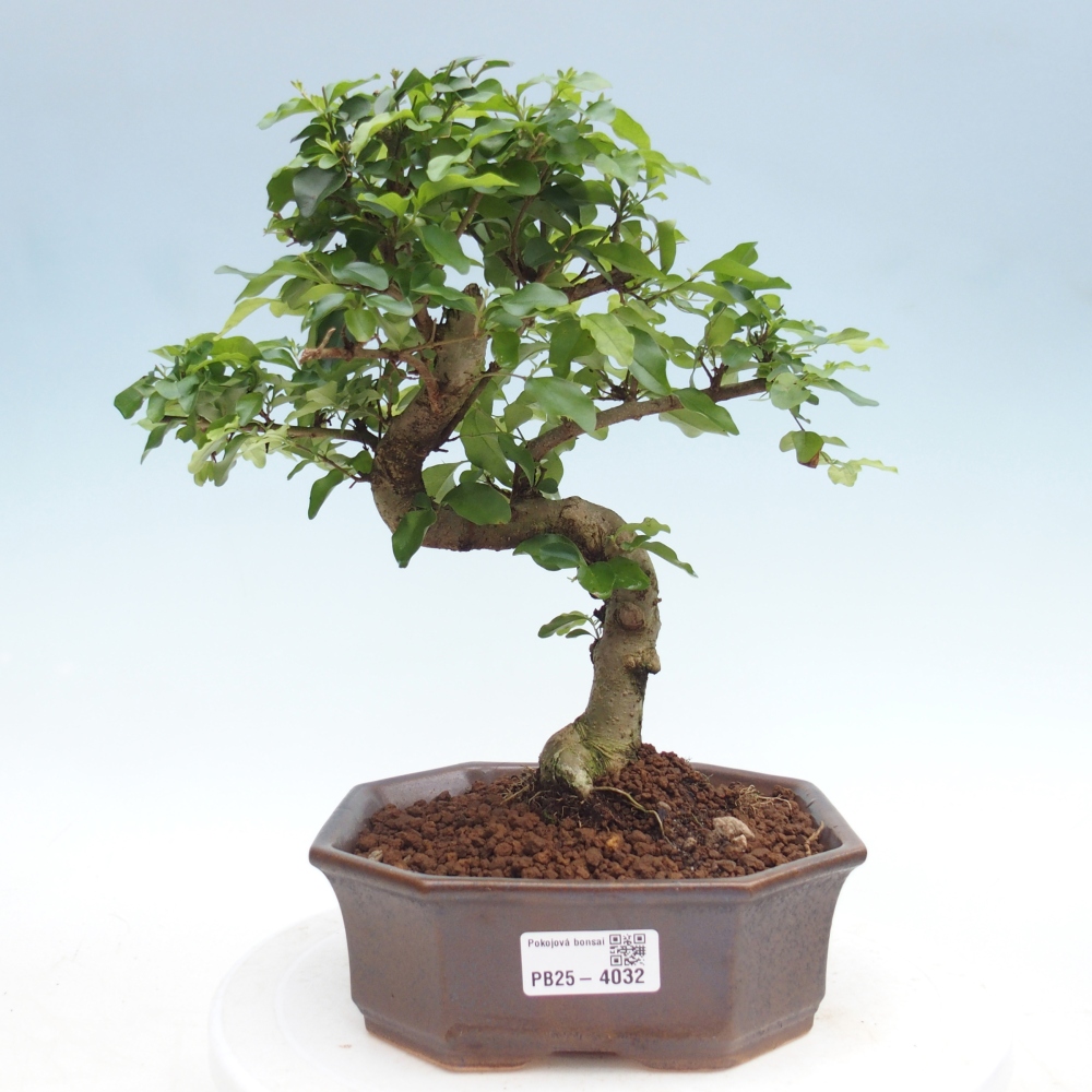 Bonsaï de chambre -Ligustrum chinensis - Bec d'oiseau