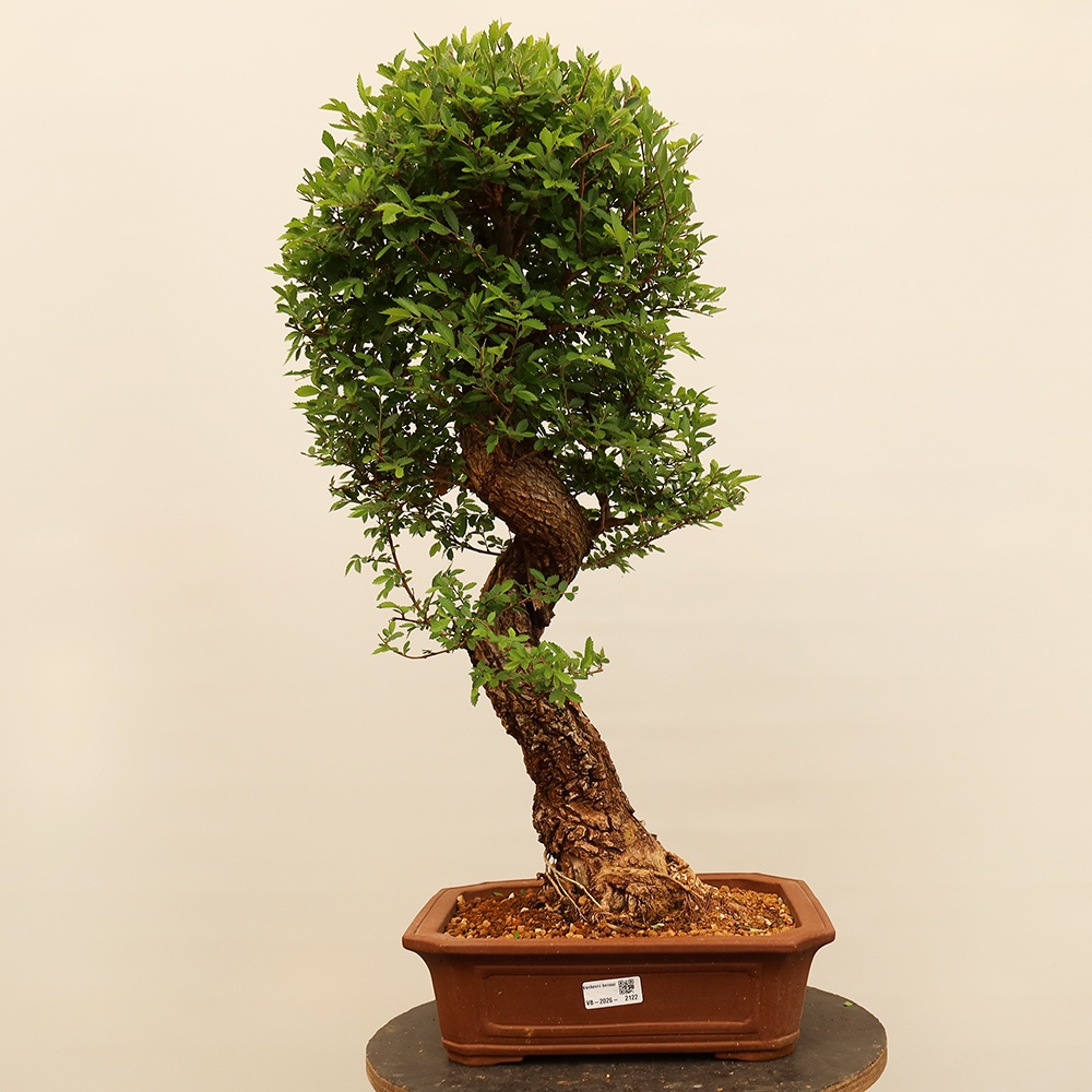 Bonsaï d'extérieur - Zelkova - Zelkova NIRE