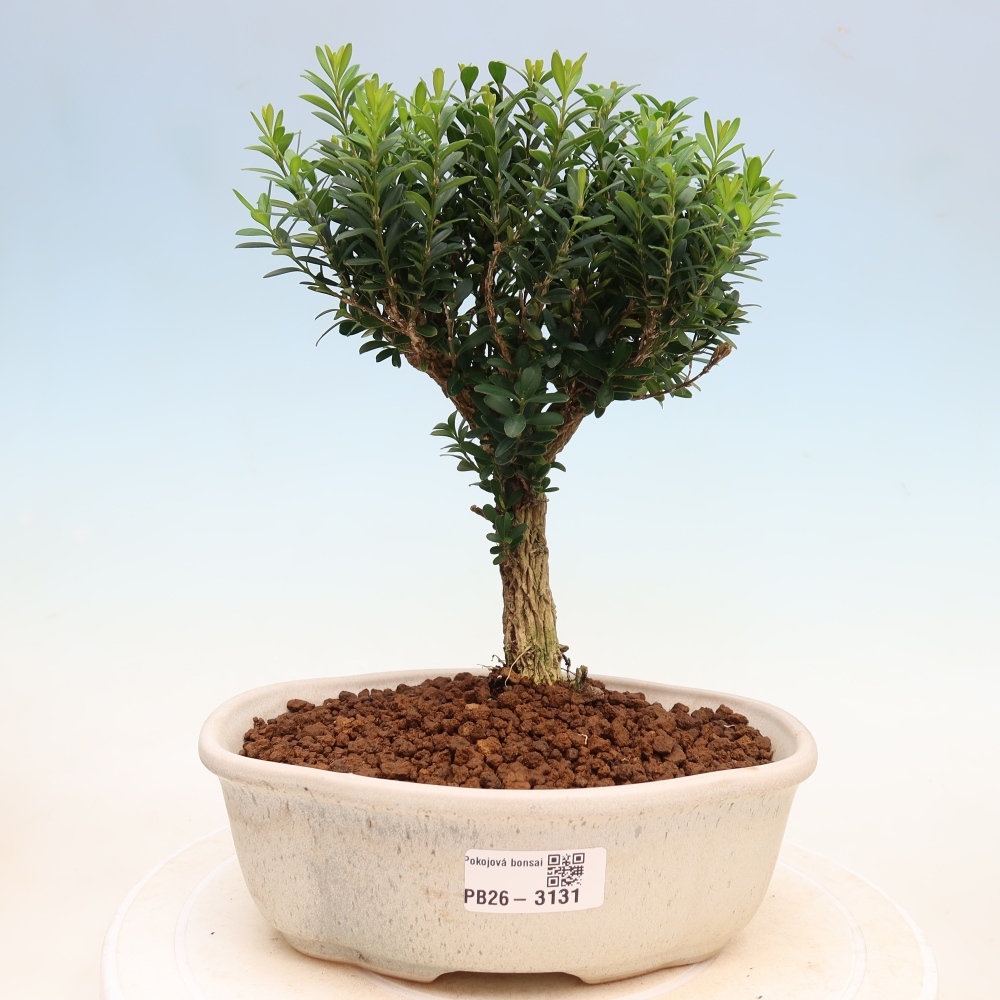 Bonsaï de chambre - Buxus harlandii - buxus liège