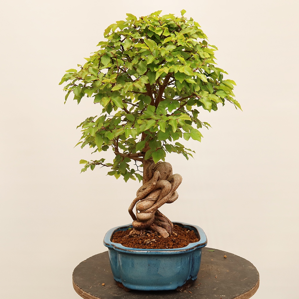 Bonsaï d'extérieur -Carpinus Coreana - Charme de Corée