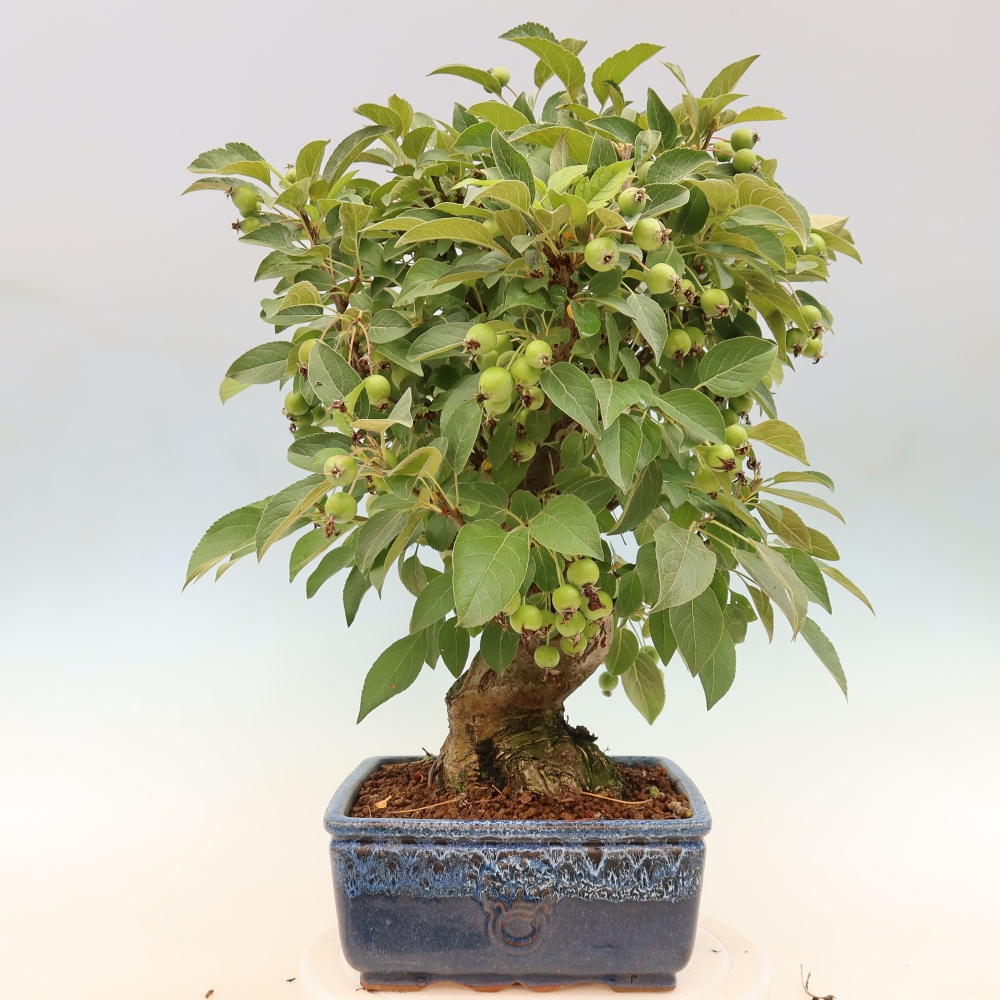 Bonsaï d'extérieur -Malus halliana - Pommier à petits fruits
