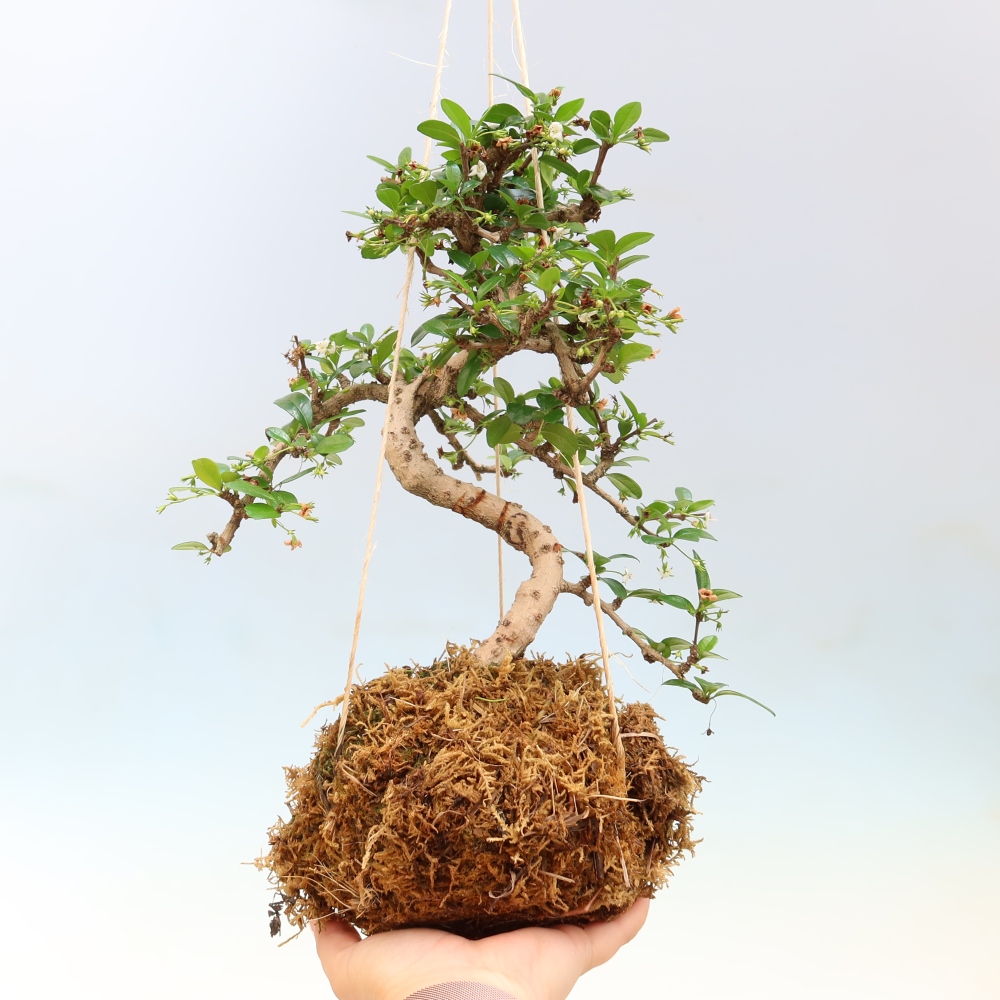Kokedama en céramique - Tea-fuki - Carmona macrophylla