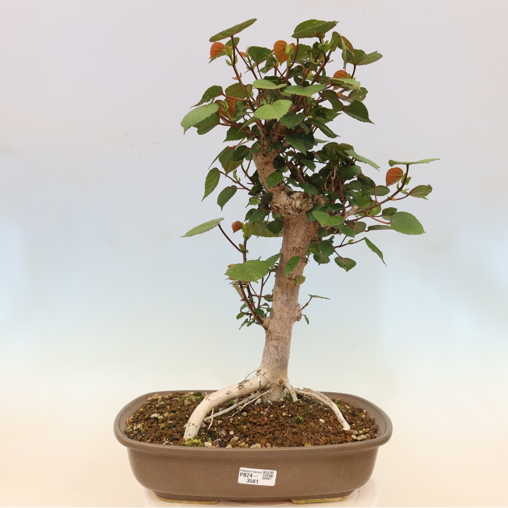 Bonsaï d'intérieur - Hibiscus tiliaceus - Hibiscus de mer