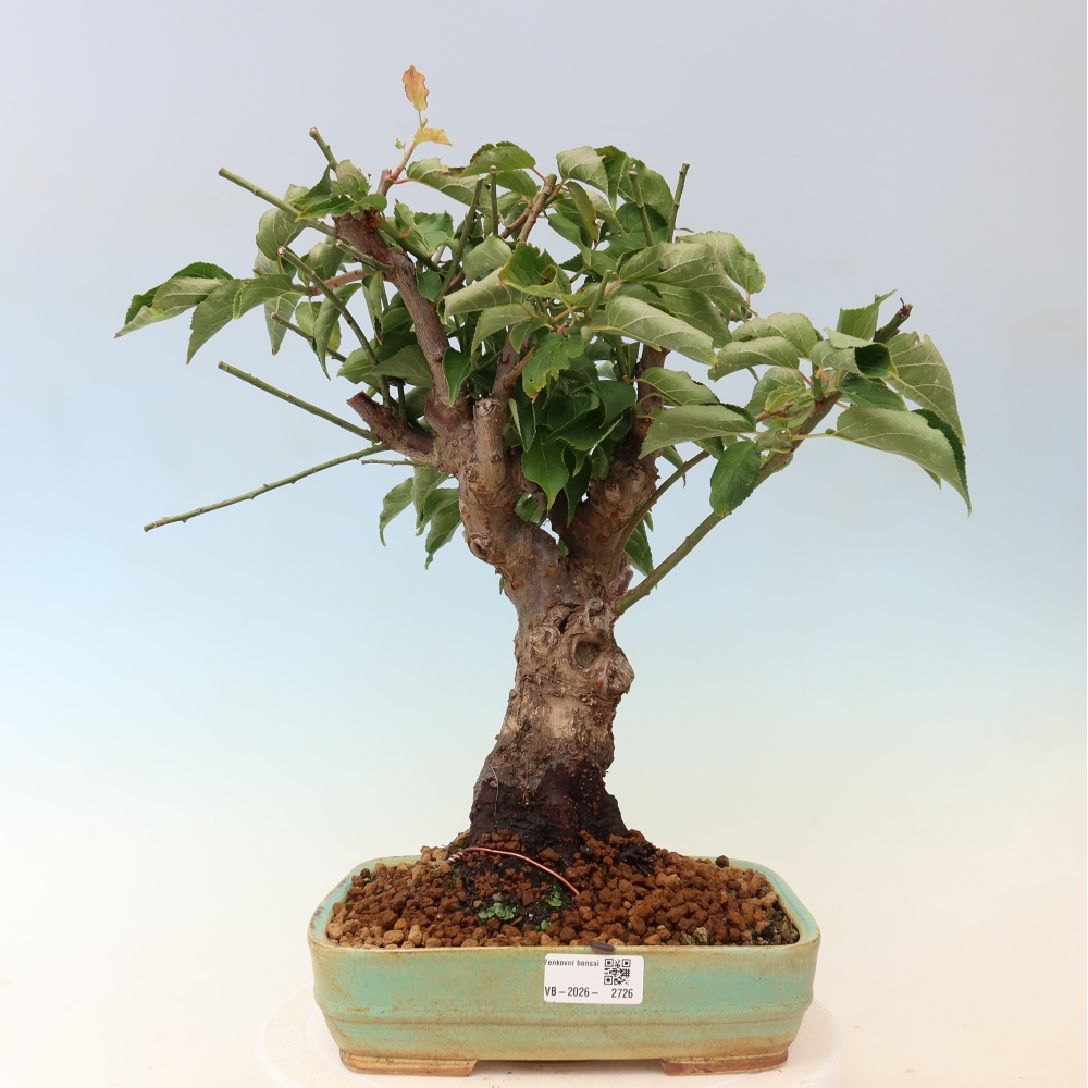 Bonsaï d'extérieur - Abricotier japonais - Prunus Mume