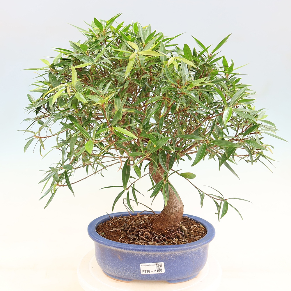 Salle bonsaï - Ficus nerifolia - ficus à petites feuilles