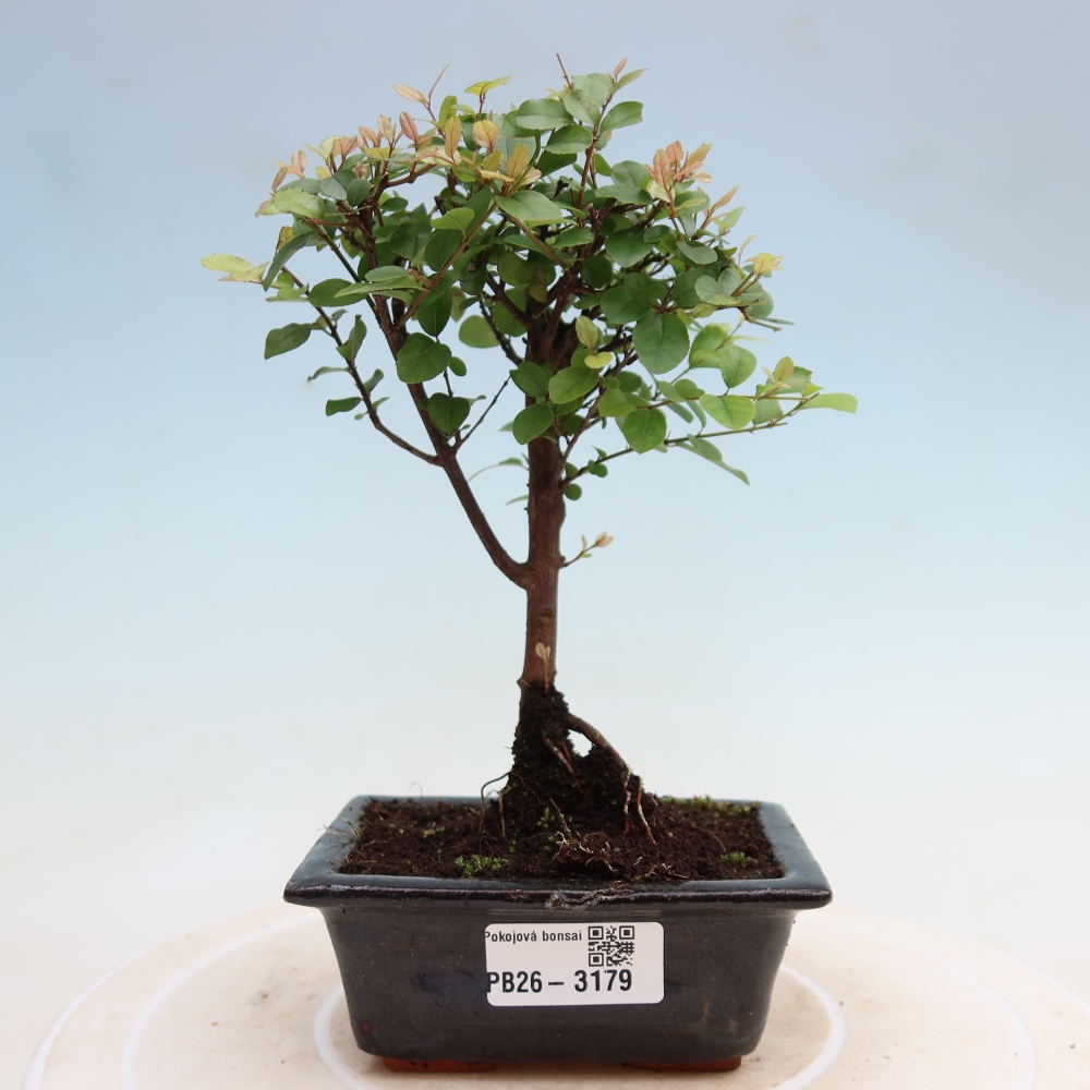 Bonsaï de chambre - Sageretia thea - Sageretia thea