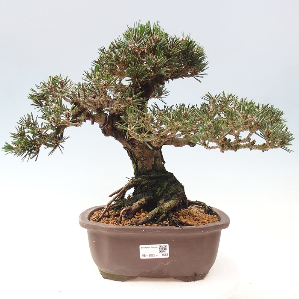 Bonsaï d'extérieur - Pinus thunbergii Kotobuki - Pin de Thunberg
