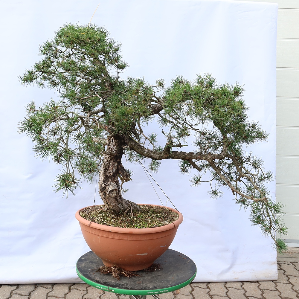 Pinus sylvestris Espagne - pin sylvestre