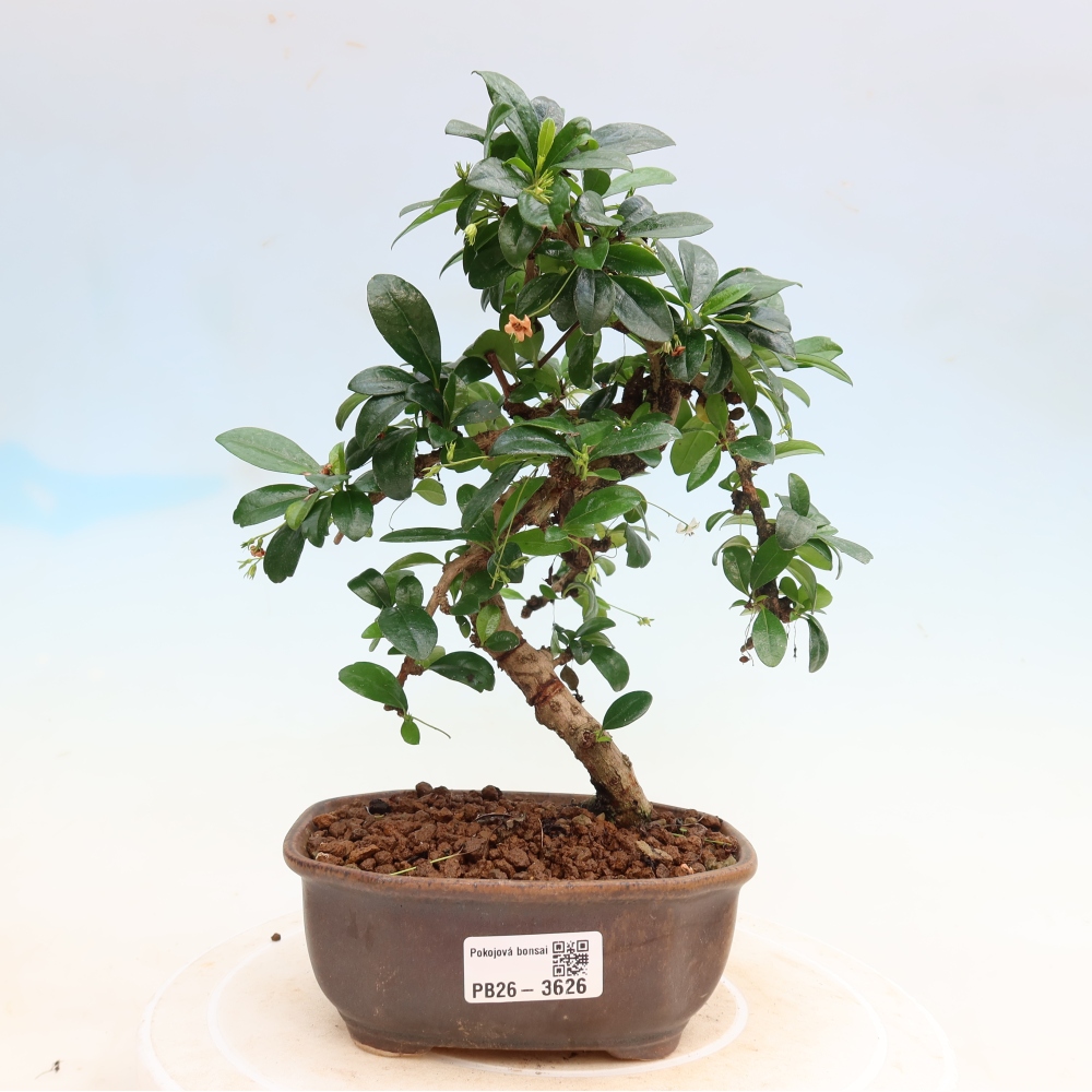 Bonsaï de chambre - Carmona macrophylla - Tea fuki