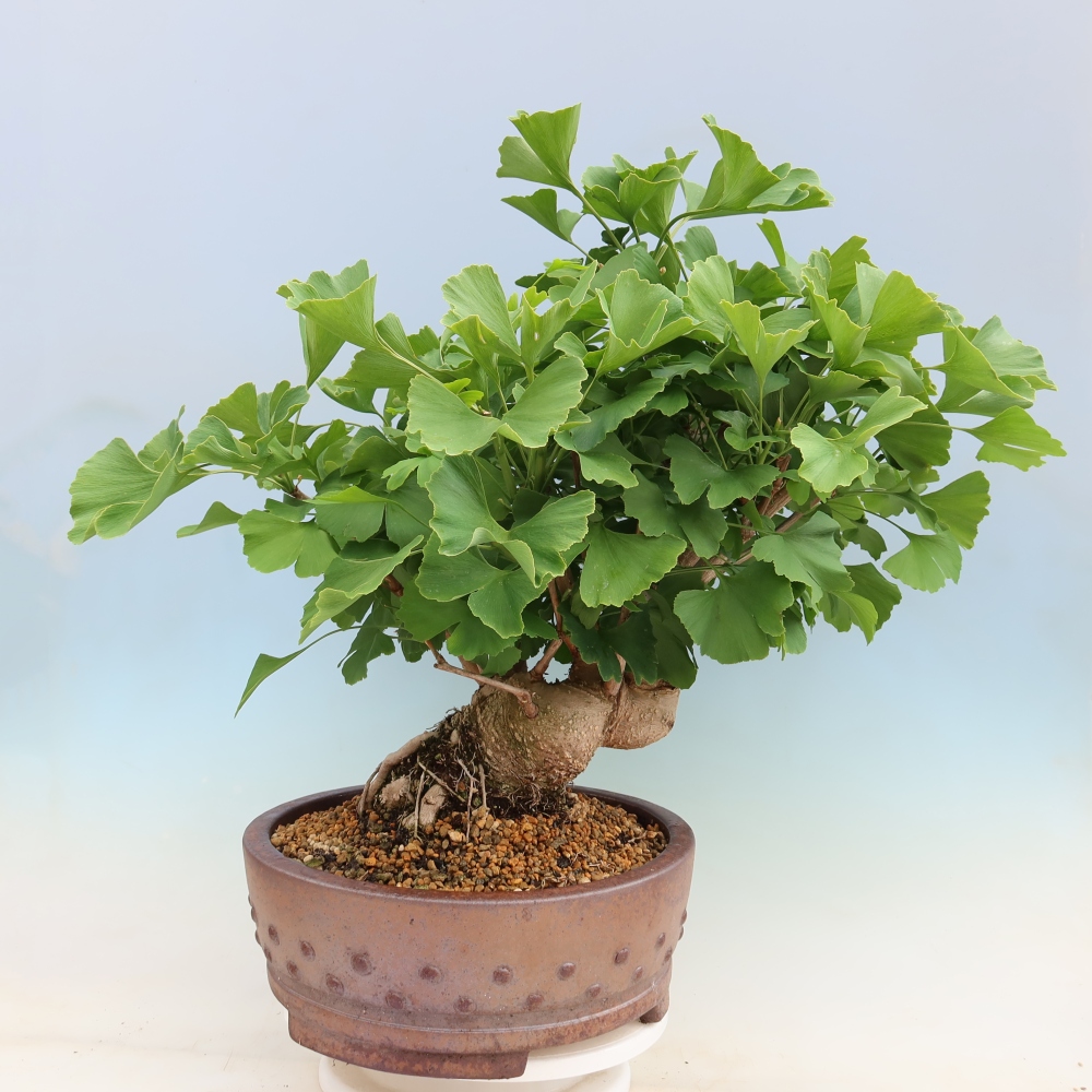 Bonsaïs d'extérieur - Ginkgo biloba - Ginkgo biloba