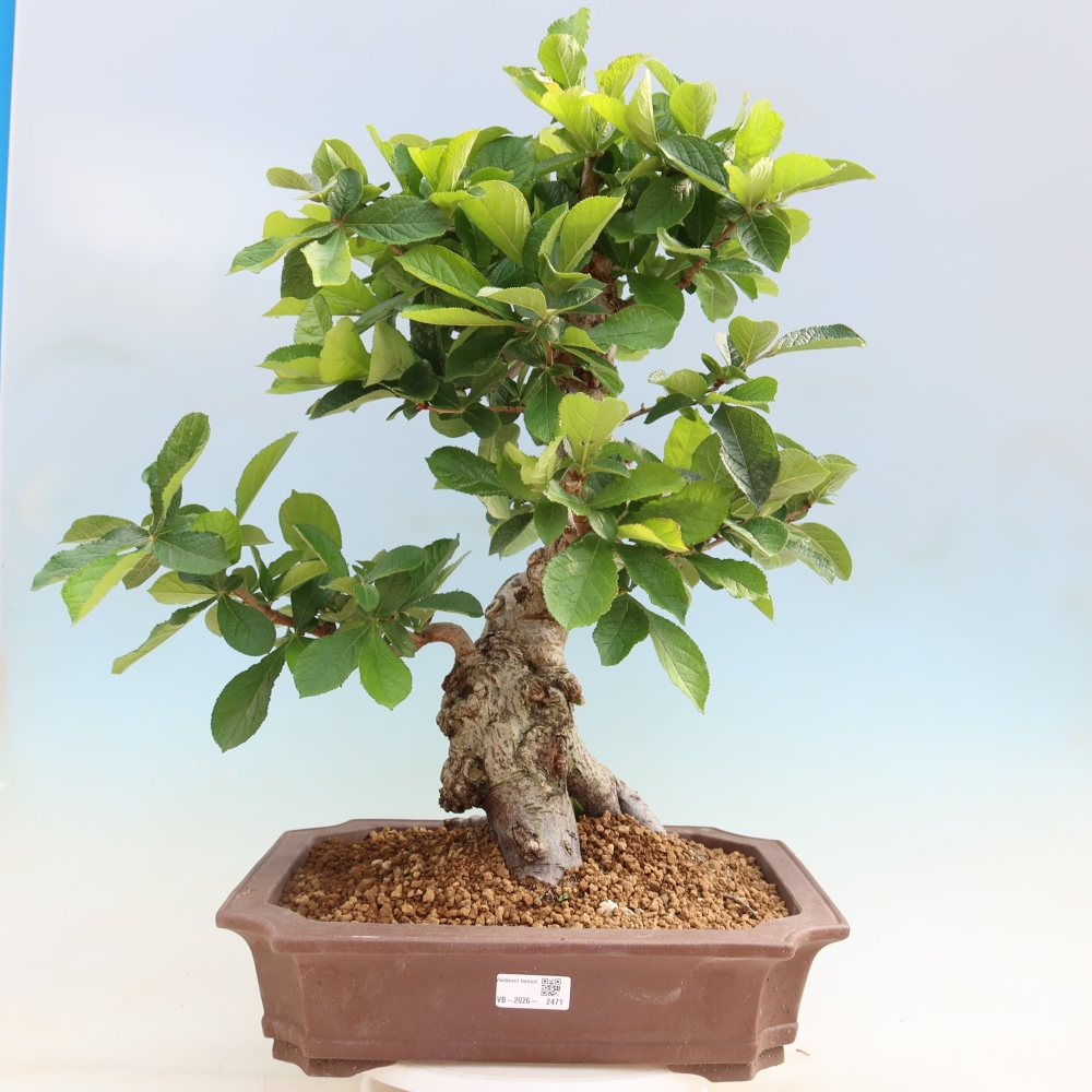 Bonsaï d'extérieur - Photinia villosa