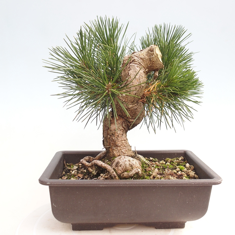 Bonsaï d'extérieur - Pinus thunbergii - Pin de Thunberg