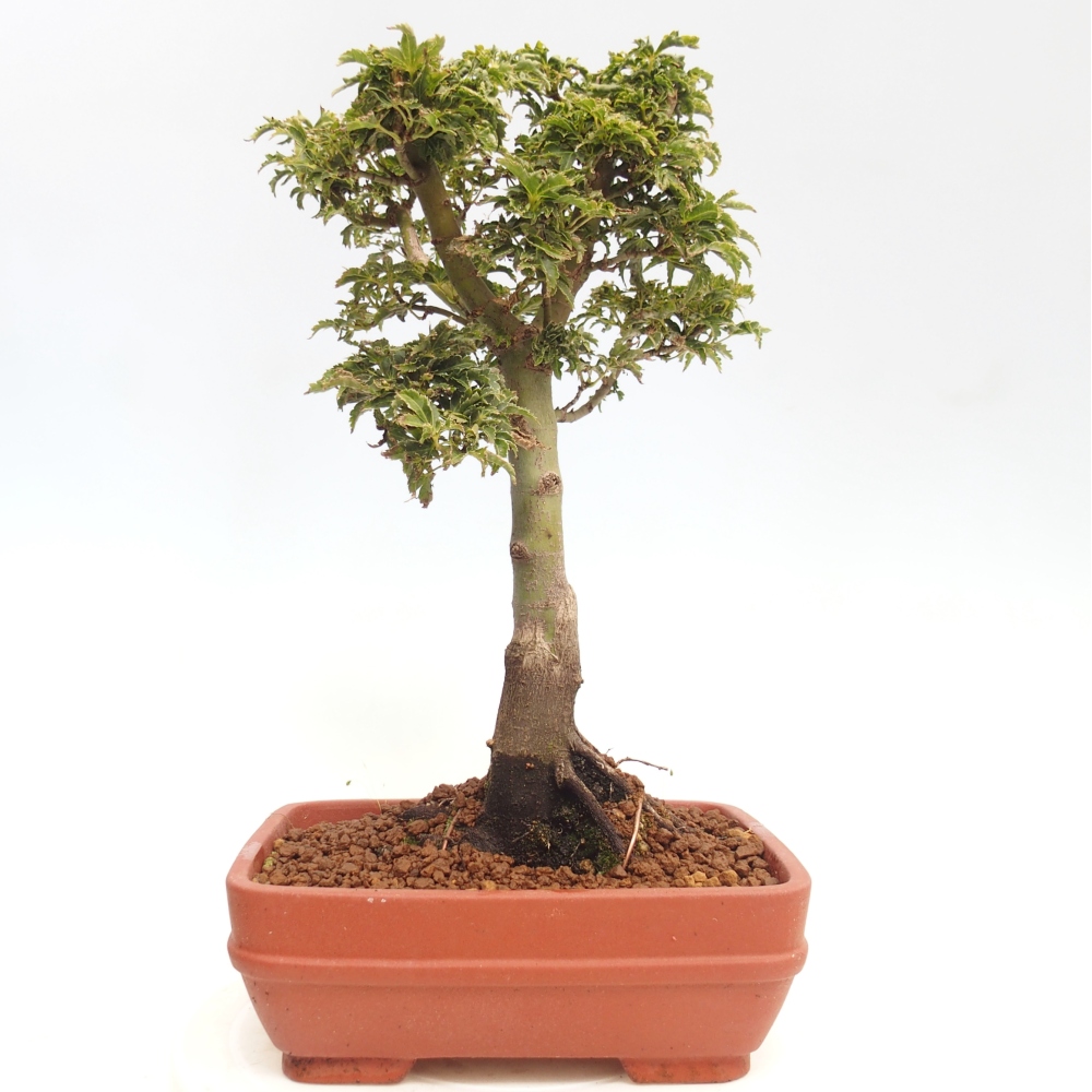 Bonsaï d'extérieur -Javor palm Acer palmatum Shishigashira