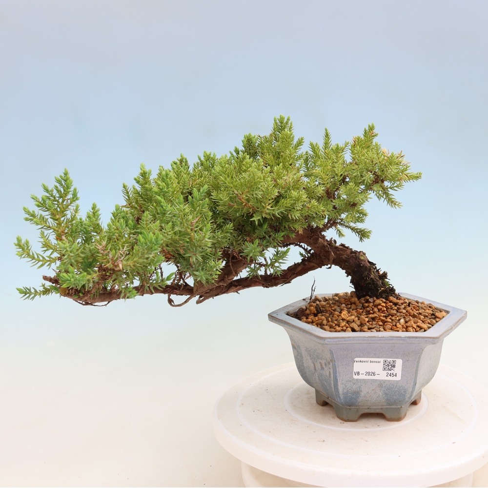 Bonsaï d'extérieur - Juniperus procumbens - Juniperus procumbens