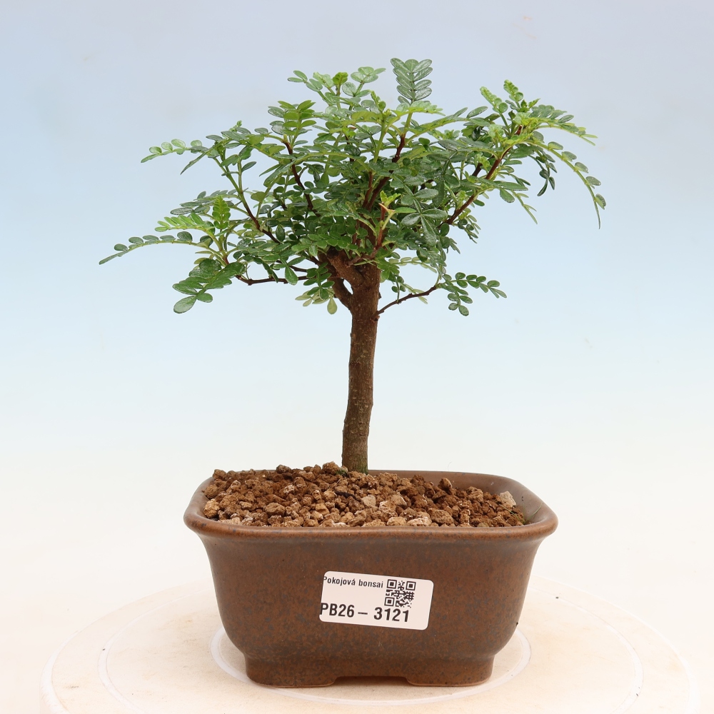 Salle bonsaï - Zantoxylum piperitum - arbre à poivre