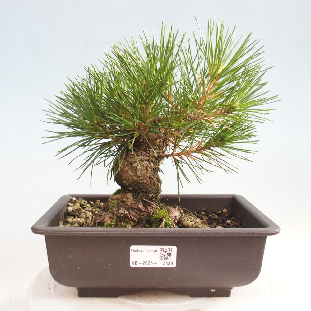 Bonsaï d'extérieur - Pinus thunbergii - Pin de Thunberg