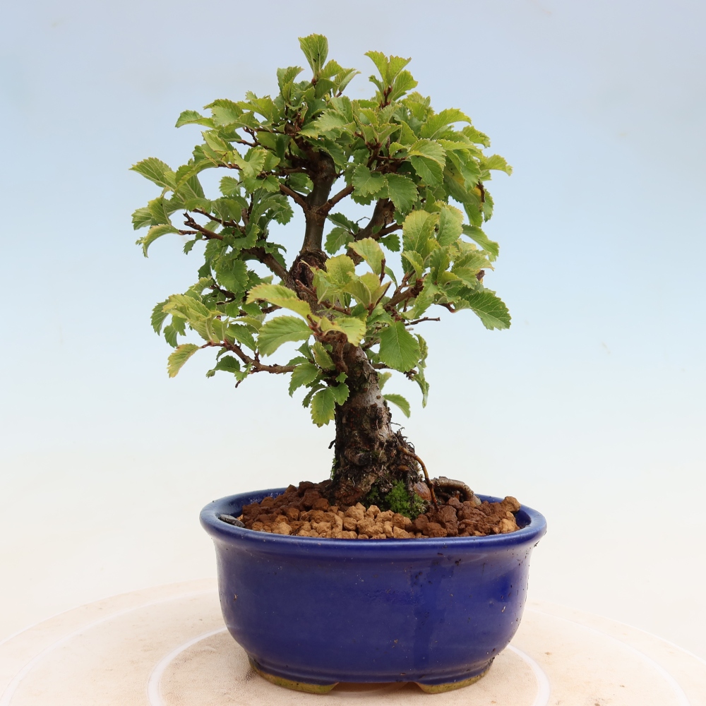 Bonsaï d'extérieur - Zelkova - Zelkova NIRE