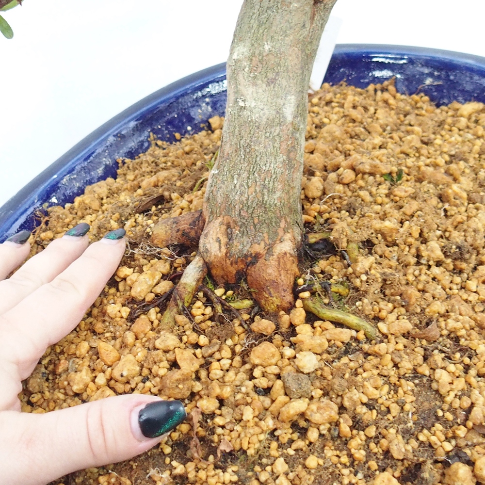 Bonsaï d'extérieur - Azalée japonaise - Azalée CHIHIRO