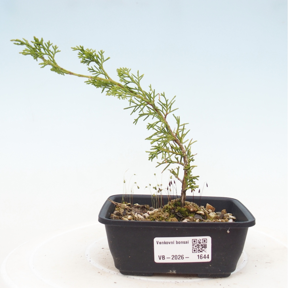 Bonsaï d'extérieur - Juniperus chinensis Itoigawa