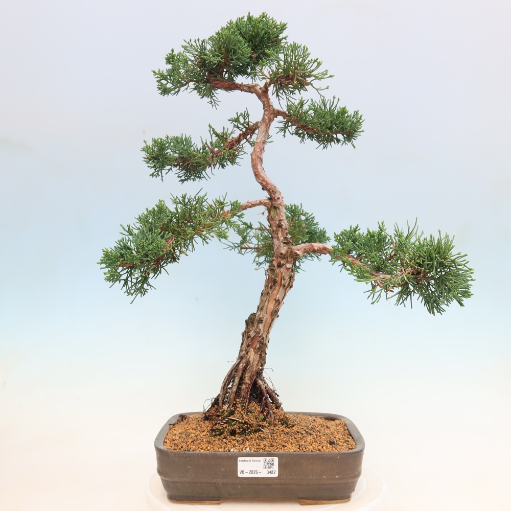 Bonsaï d'extérieur - Juniperus chinensis Kishu
