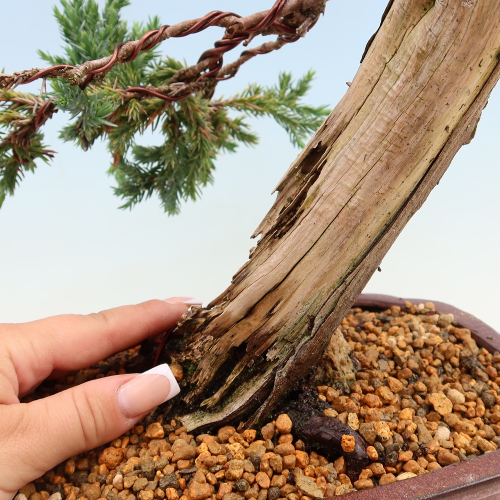 Bonsaï d'extérieur - Juniperus squamata – Genévrier écailleux