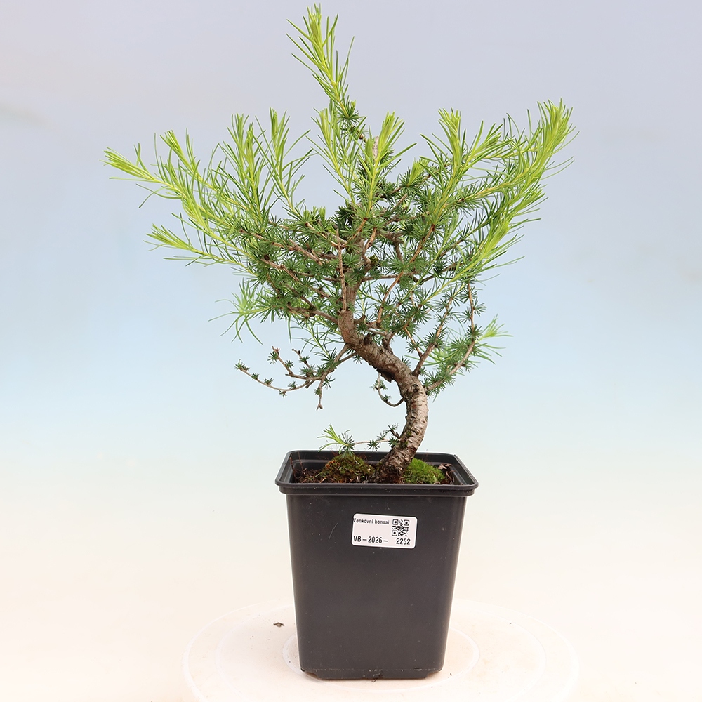 Bonsaï d'extérieur -Larix decidua - Mélèze