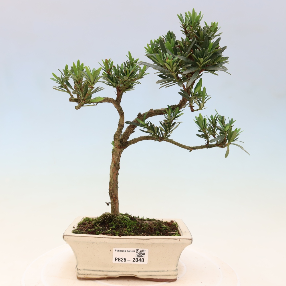 Salle bonsaï - Podocarpus - If en pierre
