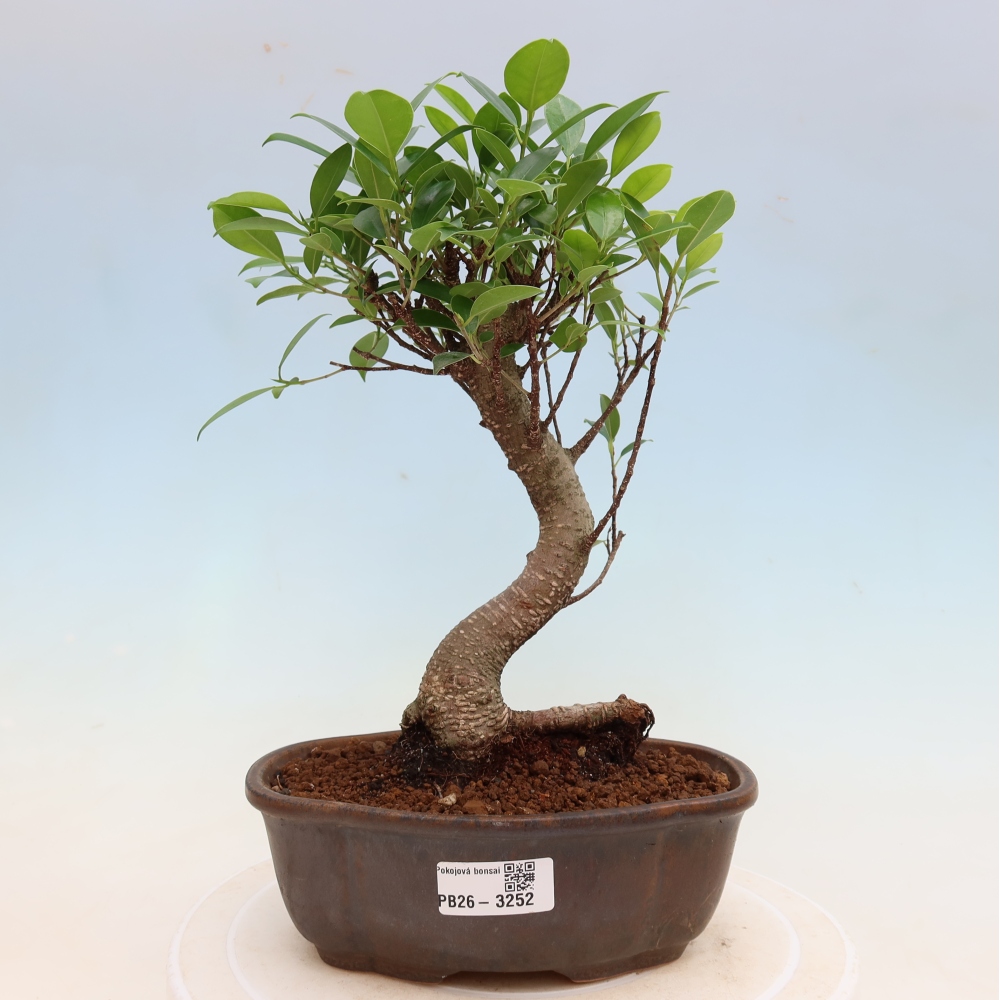 Salle bonsaï - Ficus kimmen - ficus à petites feuilles