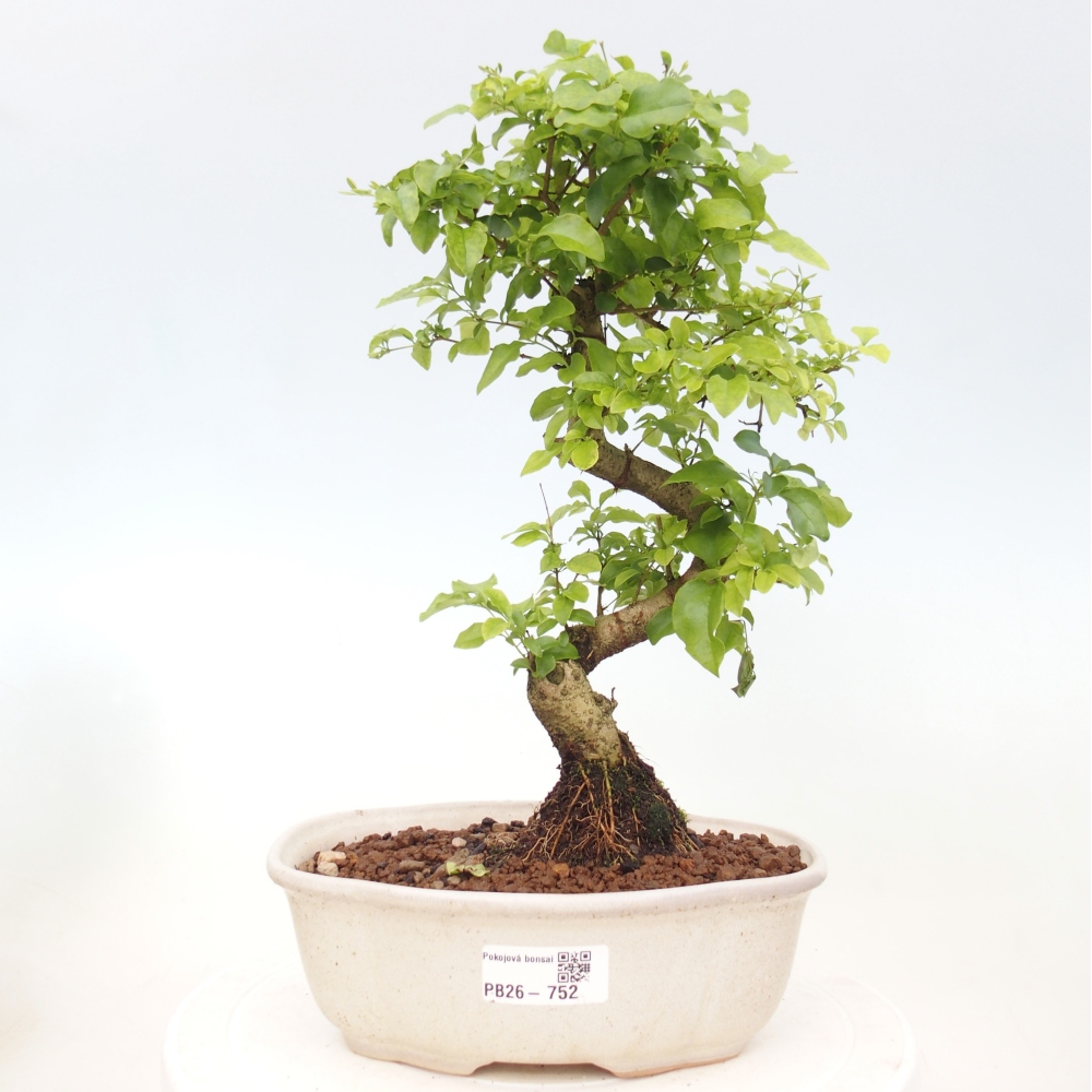 Bonsaï de chambre -Ligustrum chinensis - Bec d'oiseau