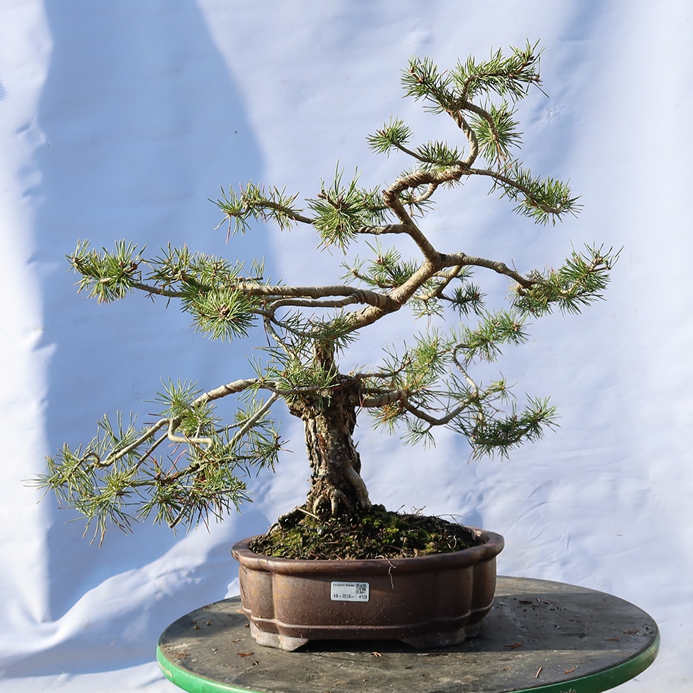 Pinus sylvestris Espagne - pin sylvestre