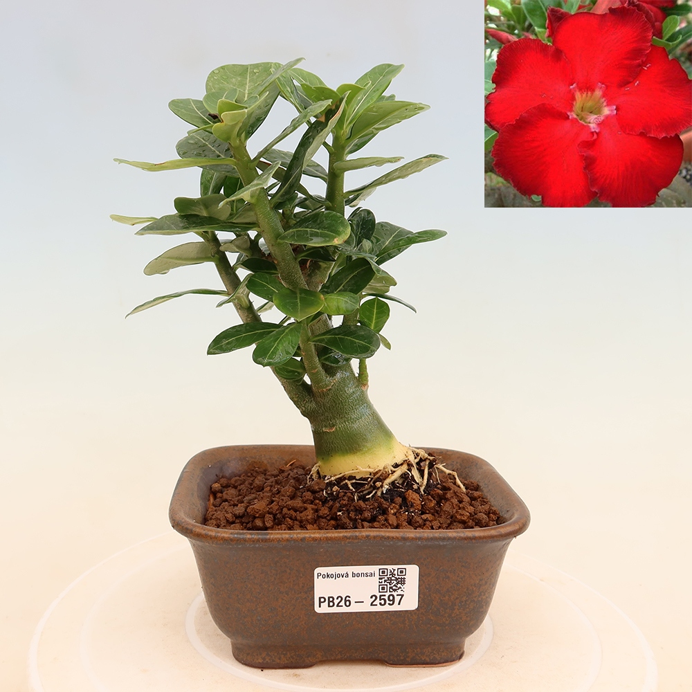 Bonsaï d'intérieur - Adenium obesum Red Star - Rose du désert