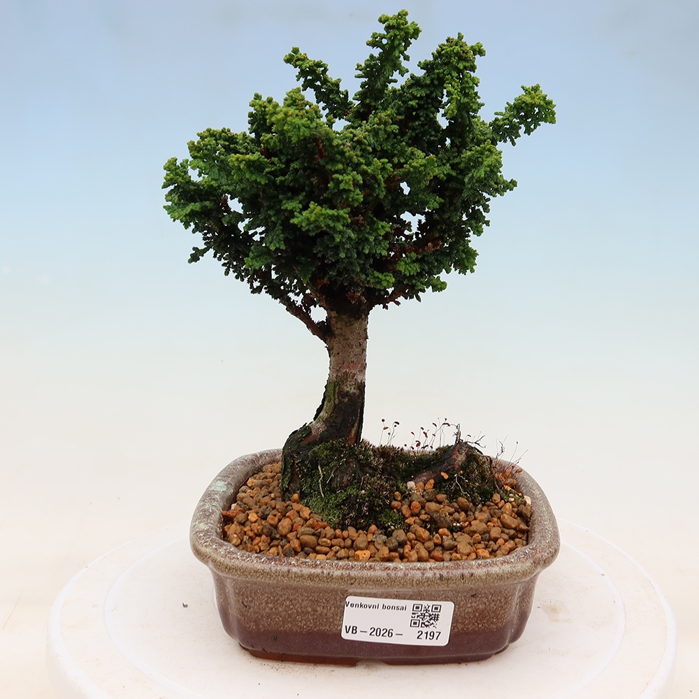 Bonsaï d'extérieur - Cham. obtusa SEKKA HINOKI - Cyprès
