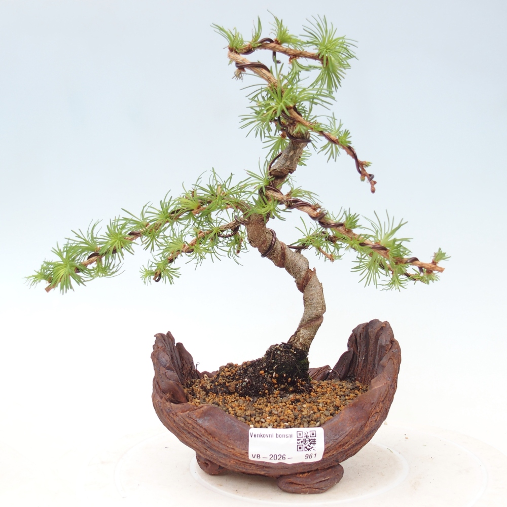 Bonsaï d'extérieur - Larix Kaempferi - Mélèze du Japon