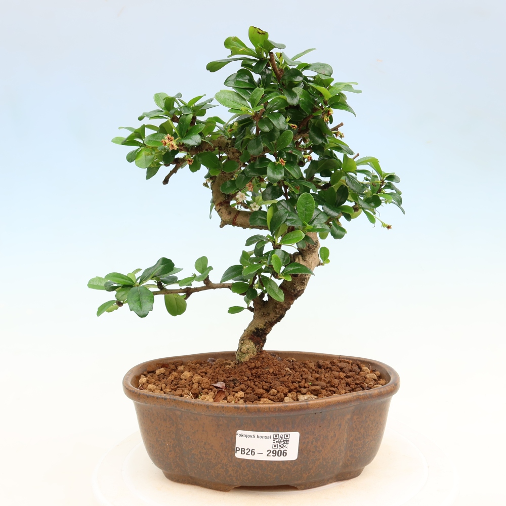 Bonsaï de chambre - Carmona macrophylla - Tea fuki