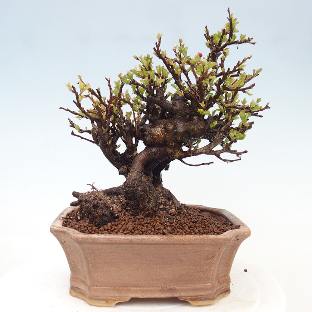 Bonsaï d'extérieur - Chaneomeles speciosa - Coing