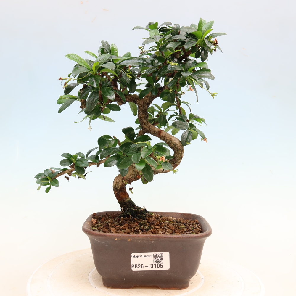 Bonsaï de chambre - Carmona macrophylla - Tea fuki