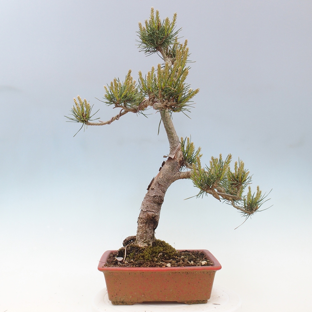 Bonsaï d'extérieur - Pinus Sylvestris Watererri - Pin sylvestre